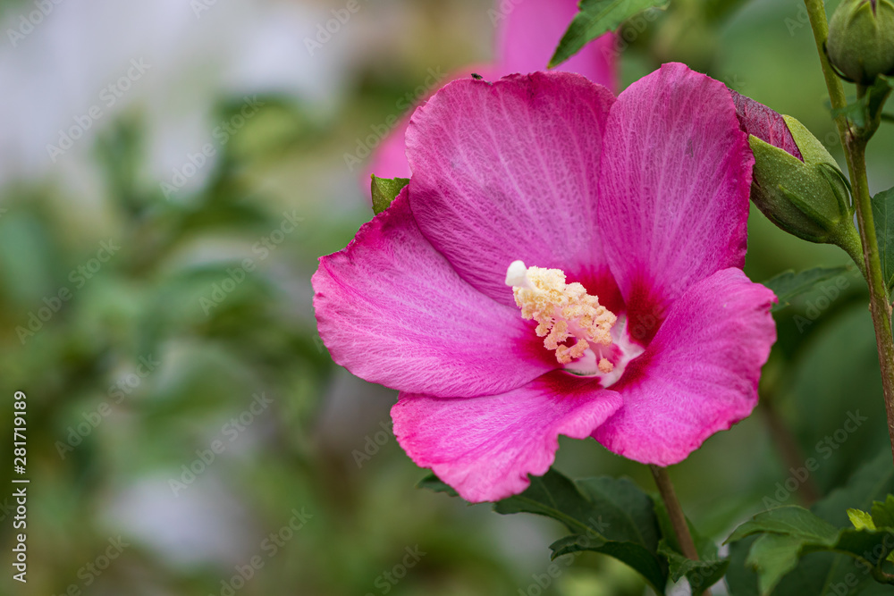Obraz premium Pink rose of sharon flower