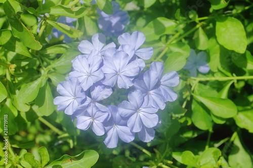 cape leadwort (Plumbago auriculata) flower in the garden 
