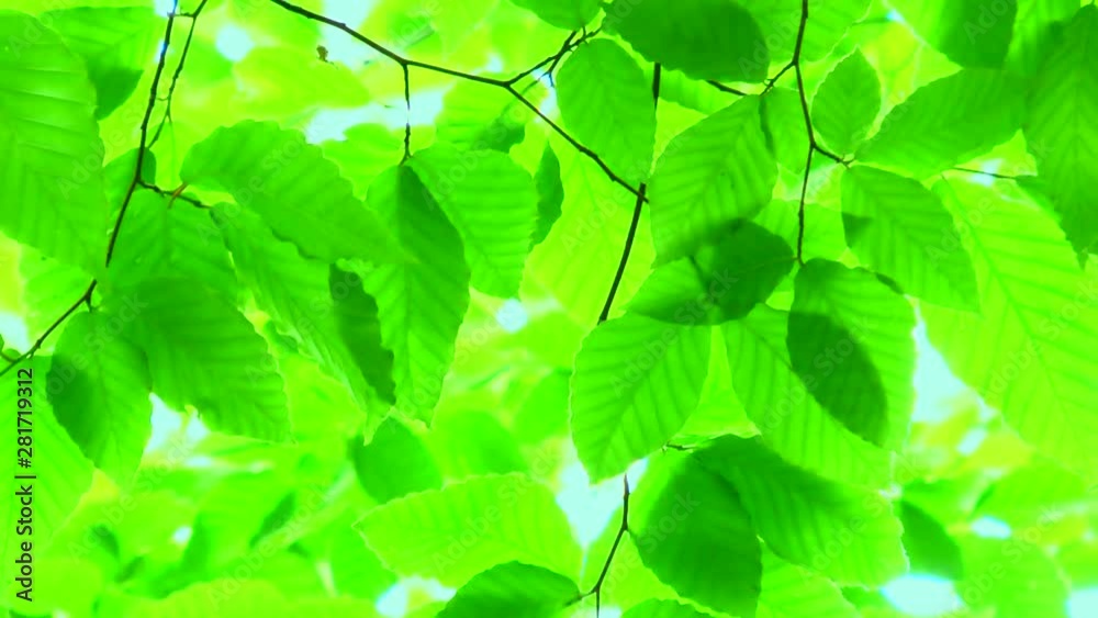 Zoom out view of leaves
