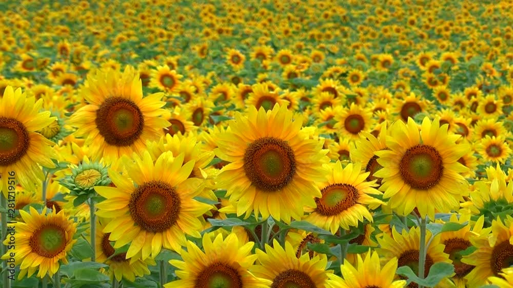 View of sunflower field View of sunflower field