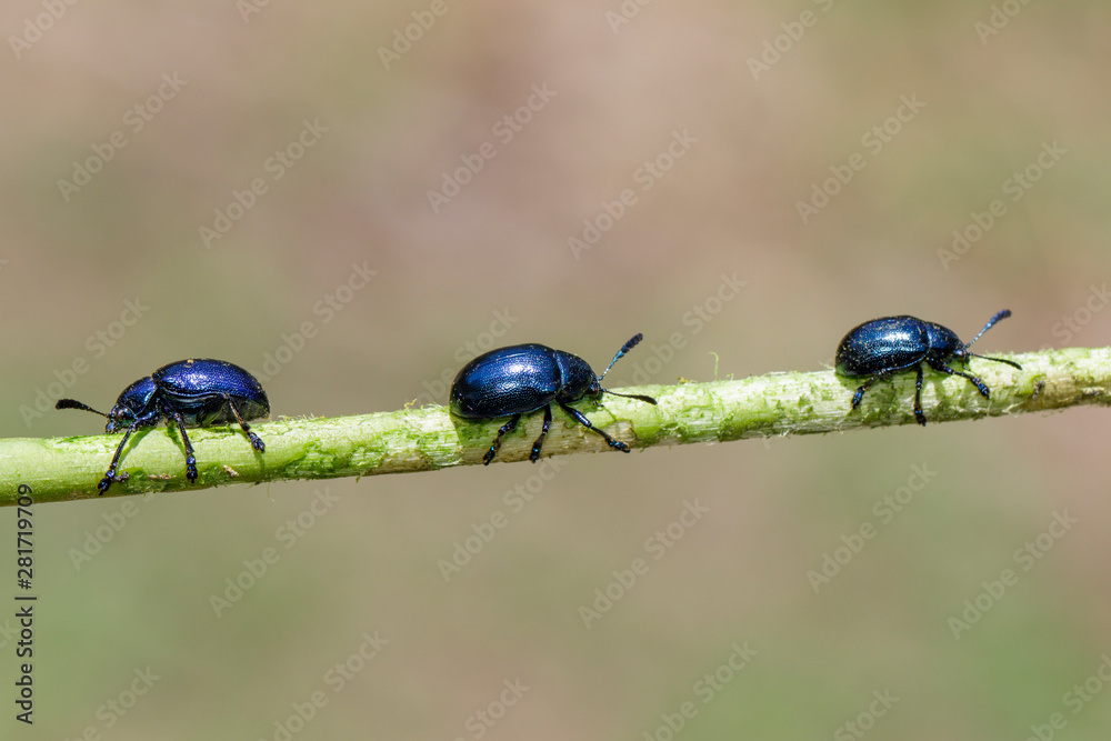 Image of blue milkweed beetle on the branches on a natural background. Insect. Animal. Image of blue milkweed beetle on the branches on a natural background. Insect. Animal.