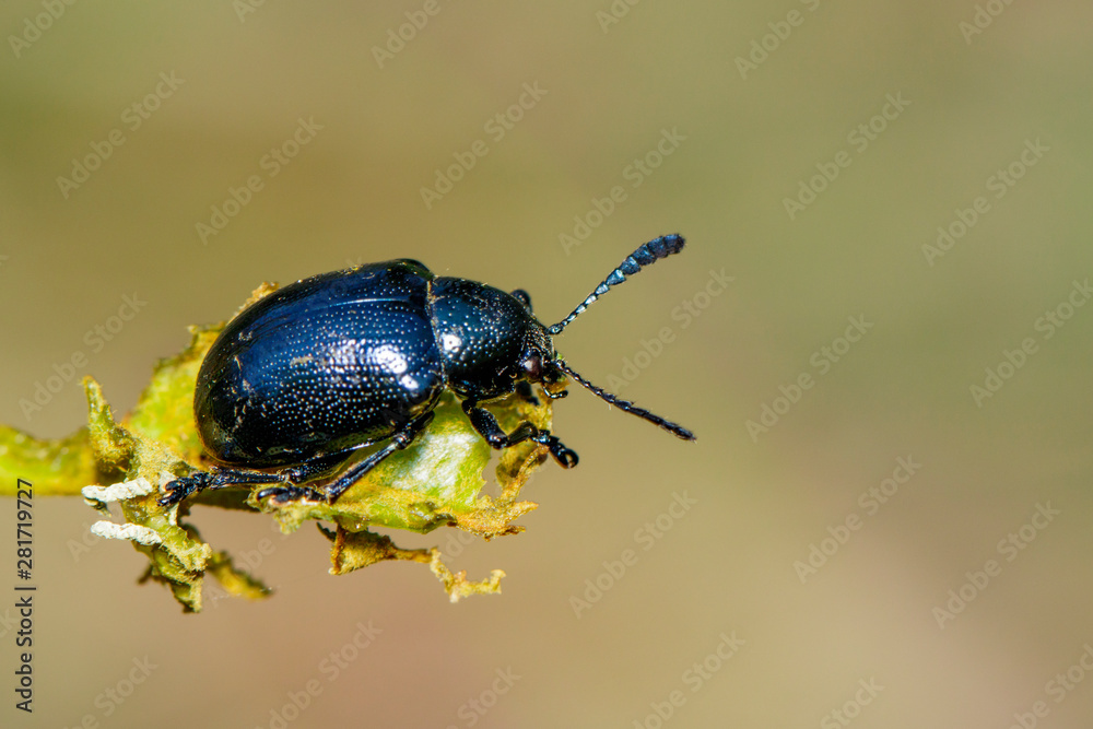 Fototapeta premium Image of blue milkweed beetle on the branches on a natural background. Insect. Animal.