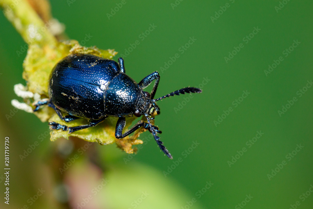 Image of blue milkweed beetle on the branches on a natural background. Insect. Animal. Image of blue milkweed beetle on the branches on a natural background. Insect. Animal.