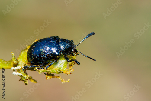 Image of blue milkweed beetle on the branches on a natural background. Insect. Animal.