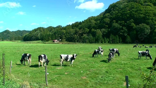 Herd of cows grazing in autumn, Kamishihoro, Hokkaido photo