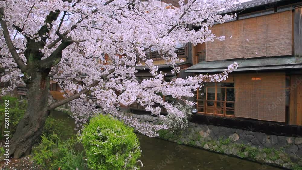 Japanese cherry blooming in front of riverside houses Japanese cherry blooming in front of riverside houses