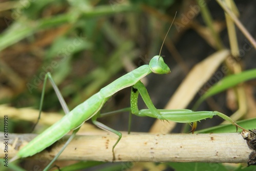 Green mantis on branch in the garden, closeup