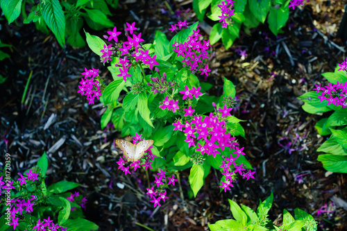 Pentas lanceolata flower and butterfly photo