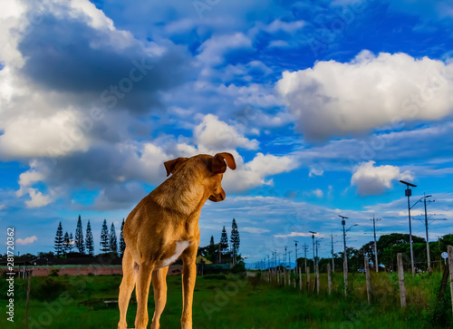 perro mascota cielo azul retrato arte aire libre