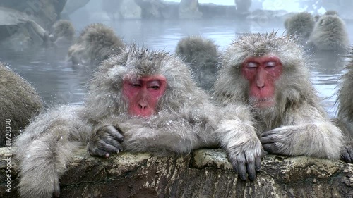Japanese macaques in water