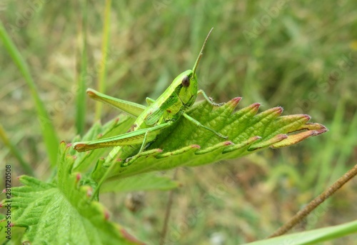 Beautiful green grasshopper on leaf in the meadow
