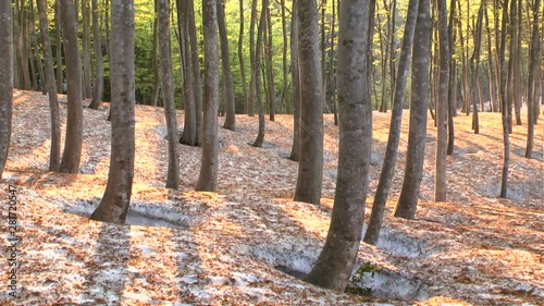 Trees in forest ,Tokamachi, Niigata Prefecture, Japan photo