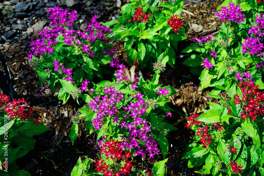 Pentas lanceolata flower and green leaf Pentas lanceolata flower and green leaf