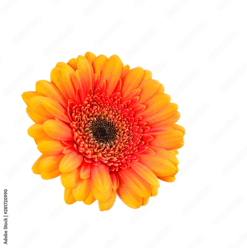 Yellow-red flower of a gerbera Yellow-red flower of a gerbera