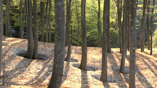 Trees in forest ,Tokamachi, Niigata Prefecture, Japan photo