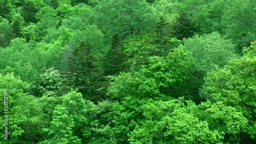 Zoom out of lush green forest, Japan photo