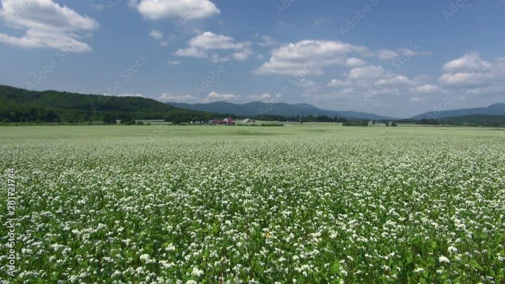 Buckwheat field, Horokanai, Hokkaido, Japan Buckwheat field, Horokanai, Hokkaido, Japan