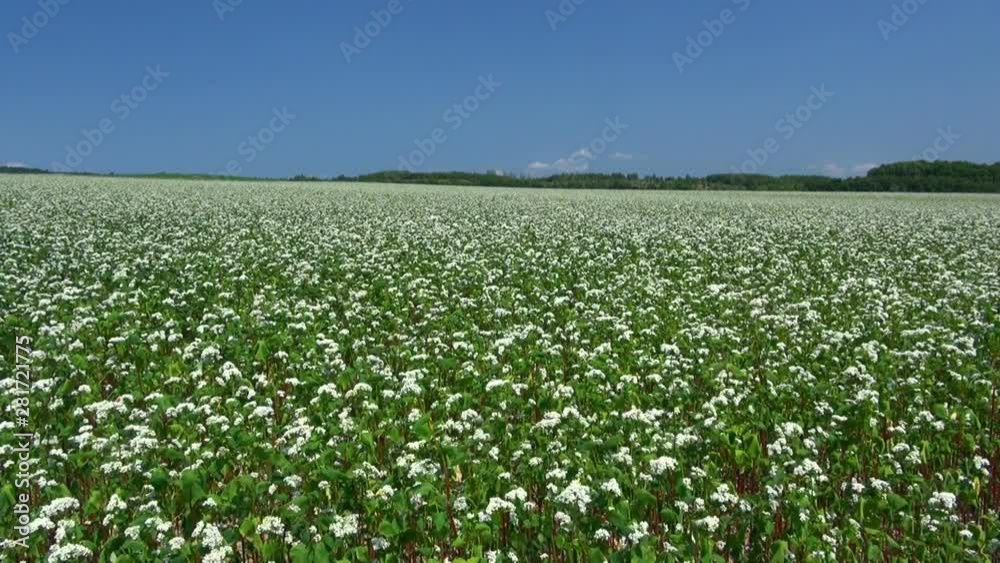 Buckwheat field, Numata, Hokkaido, Japan Buckwheat field, Numata, Hokkaido, Japan