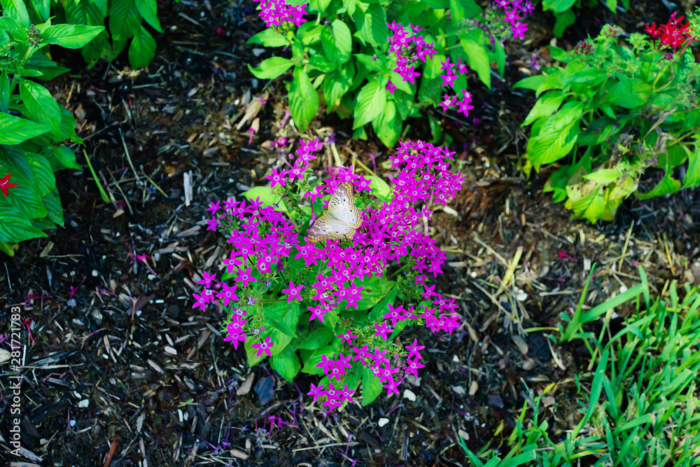 Pentas lanceolata flower and butterfly
Pentas lanceolata flower and butterfly