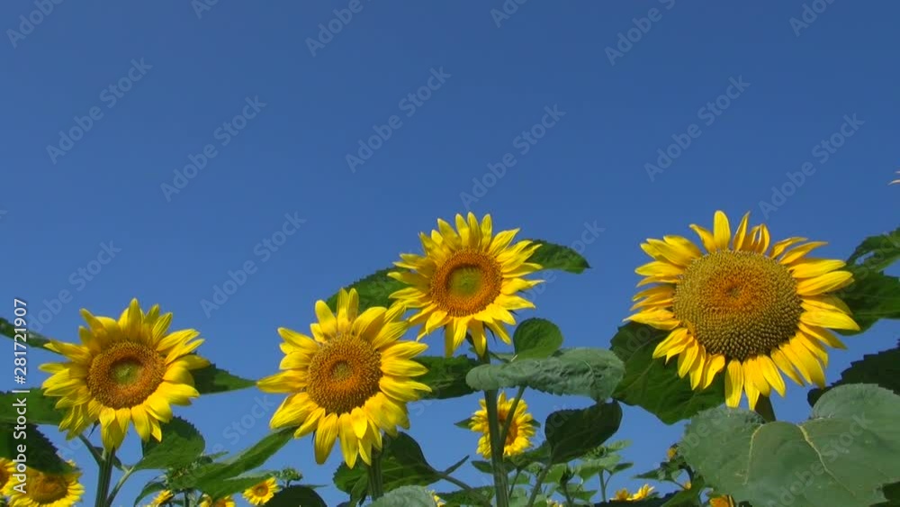 View of sunflowers, Hokuryucho, Hokkaido, Japan View of sunflowers, Hokuryucho, Hokkaido, Japan