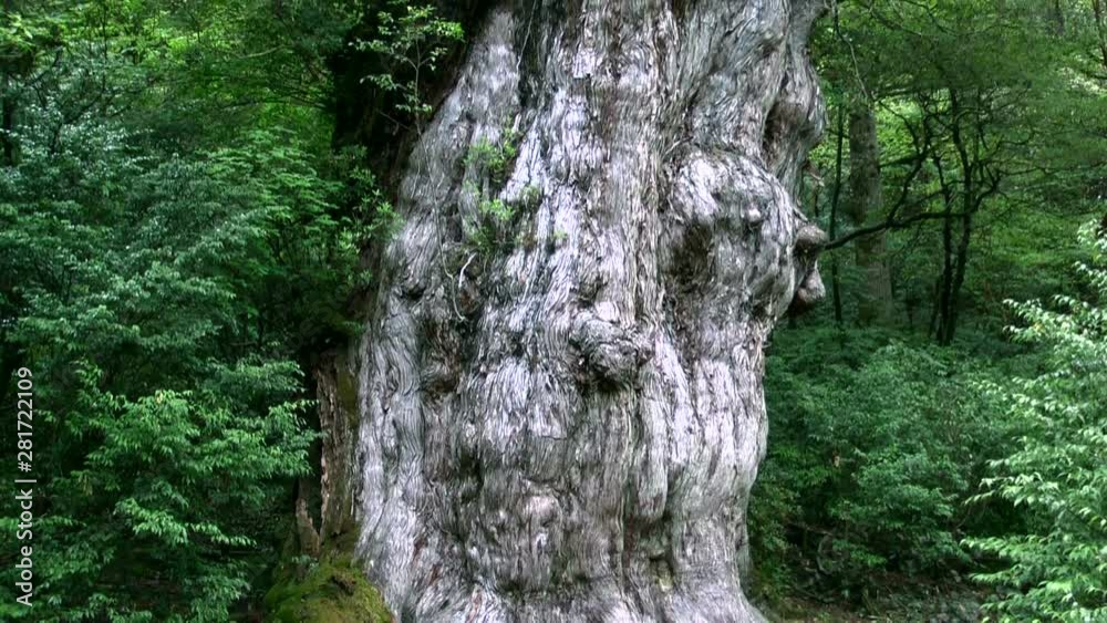 Tilt up of old Japanese cedar tree, Japan Tilt up of old Japanese cedar tree, Japan