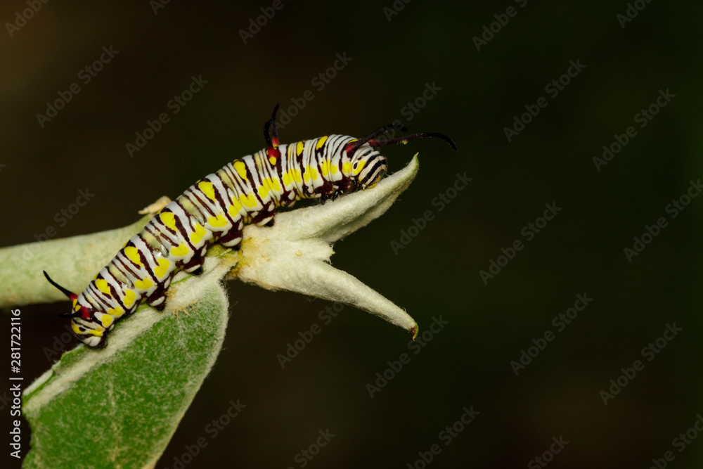 Image of caterpillars of plain tiger on the branches on a natural background. Insect. Animal. Image of caterpillars of plain tiger on the branches on a natural background. Insect. Animal.