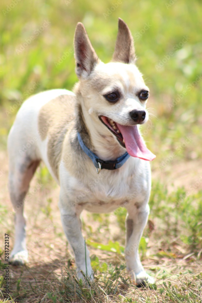 Chihuahua dog on grass
