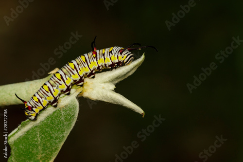 Принти на полотні Image of caterpillars of plain tiger on the branches on a natural background
