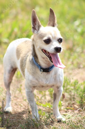Chihuahua dog on grass © rosario