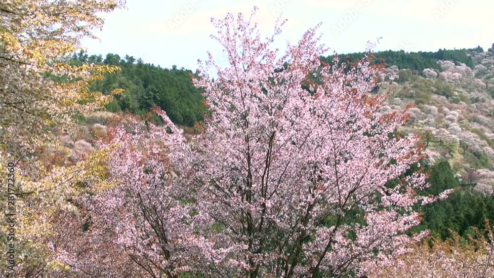 Blossoming trees and hills behind, Yoshino, Nara Prefecture, Japan Blossoming trees and hills behind, Yoshino, Nara Prefecture, Japan