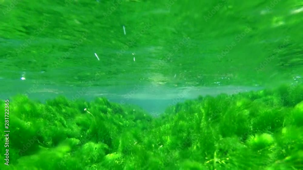 View of plants underwater, Shibecha, Hokkaido, Japan