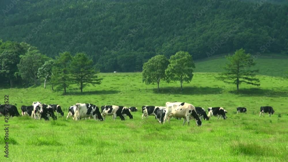 Herd of cows grazing in meadow, Shibecha, Hokkaido, Japan Herd of cows grazing in meadow, Shibecha, Hokkaido, Japan