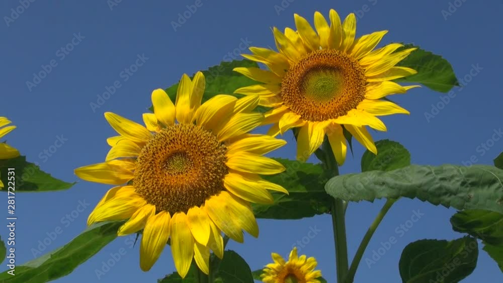View of sunflowers, Hokuryucho, Hokkaido, Japan View of sunflowers, Hokuryucho, Hokkaido, Japan