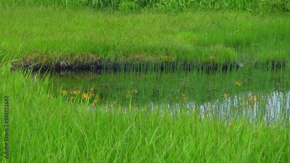 Flowers and grass in wetland, Shonai, Yamagata Prefecture, Japan Flowers and grass in wetland, Shonai, Yamagata Prefecture, Japan