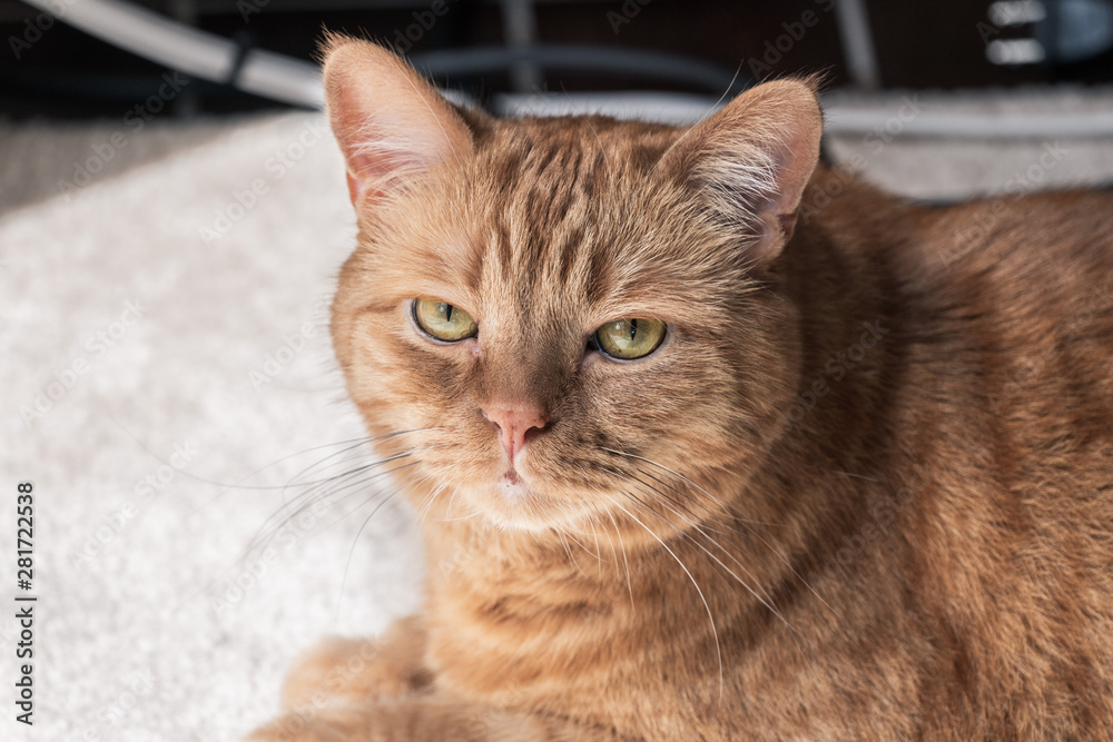 Close up of mixed-breed orange tabby with green eyes looking at the camera; Close up of mixed-breed orange tabby with green eyes looking at the camera;
