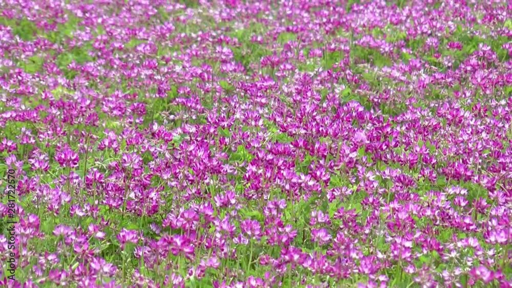 View of flower field, Tosashimizu, Kochi Prefecture, Japan View of flower field, Tosashimizu, Kochi Prefecture, Japan