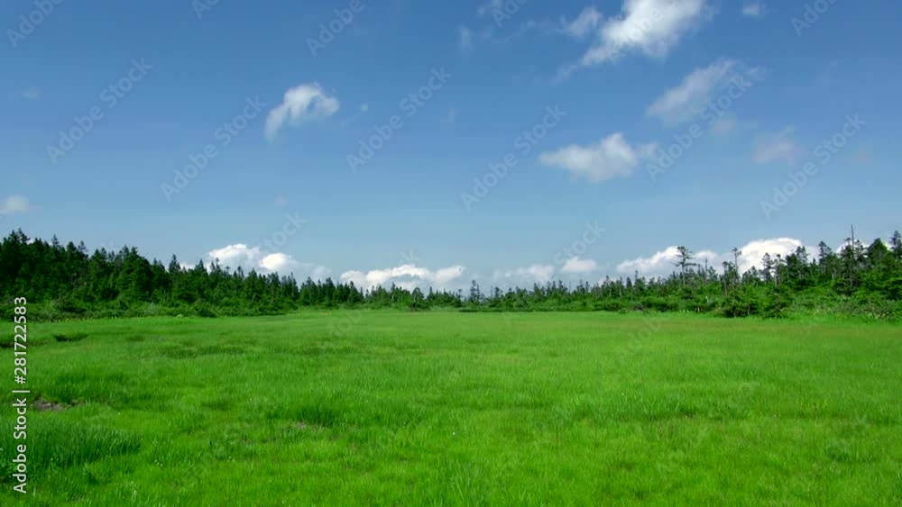 Wetland with green grass, Hachimantai, Iwate Prefecture, Japan Wetland with green grass, Hachimantai, Iwate Prefecture, Japan