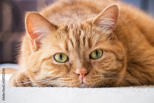 Close up of mixed-breed orange tabby with green eyes looking at the camera;