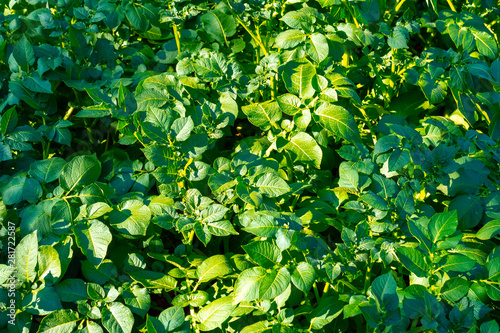 background of green leaves. Potatoes