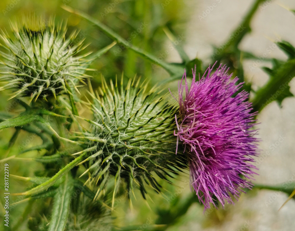Scottish Thistle Plant Growing Green and Purple Scottish Thistle Plant Growing Green and Purple