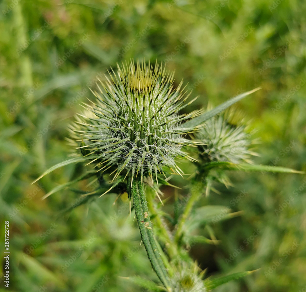 Scottish Thistle Plant Growing Green and Purple Scottish Thistle Plant Growing Green and Purple