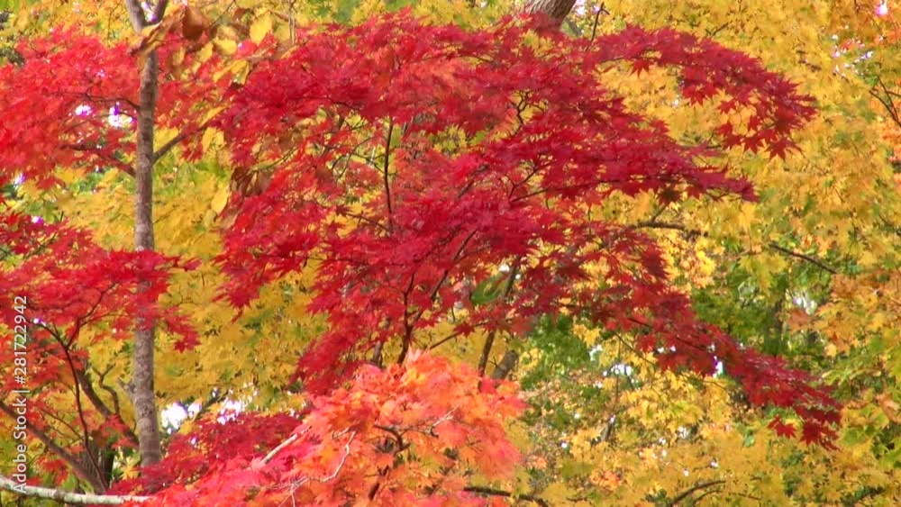 Leaves on trees in autumn, Nanae, Hokkaido, Japan Leaves on trees in autumn, Nanae, Hokkaido, Japan