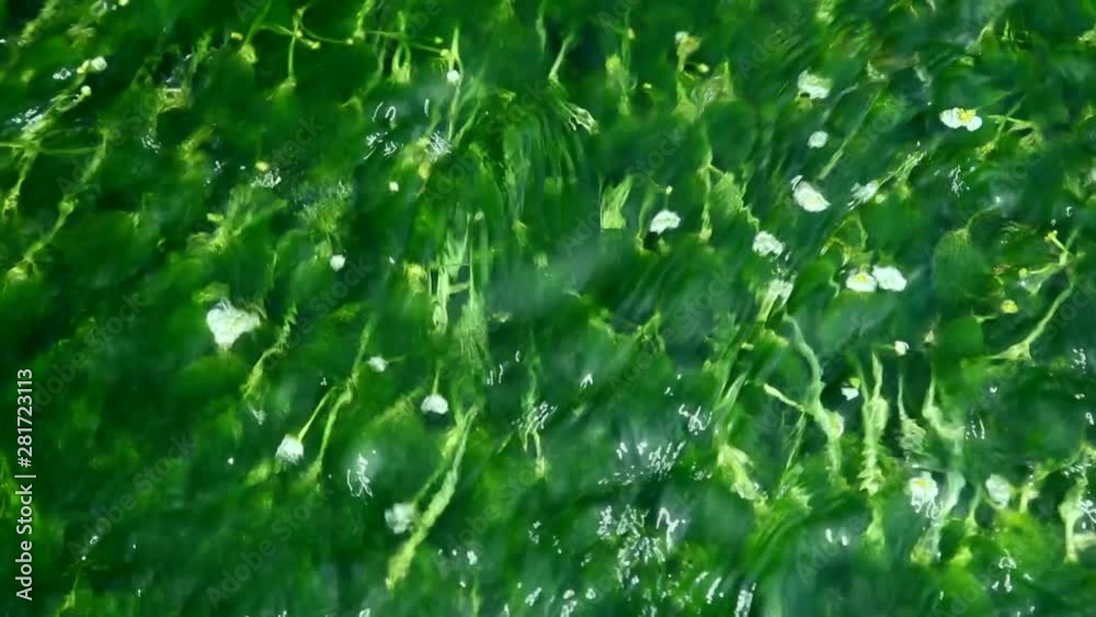 Close up of flowers growing in water, Shibecha, Hokkaido, Japan Close up of flowers growing in water, Shibecha, Hokkaido, Japan