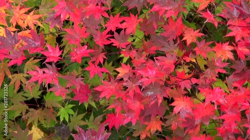 Zoom out of autumn maple leaves photo