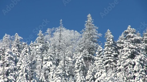 Low angle view of trees on slope, Koshimizu, Hokkaido, Japan photo