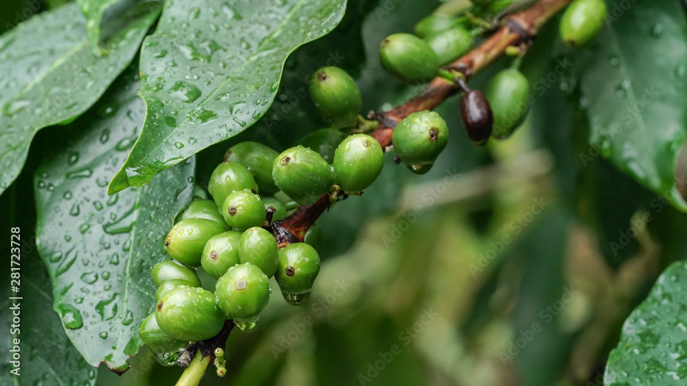 Coffee Beans