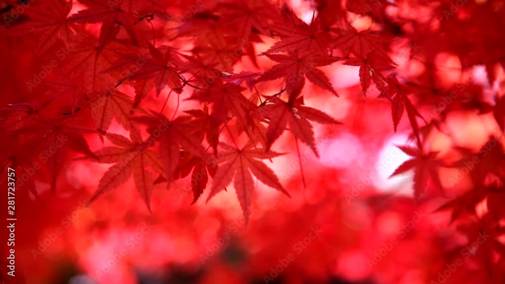 Japanese maple leaves in autumn, Japan Japanese maple leaves in autumn, Japan