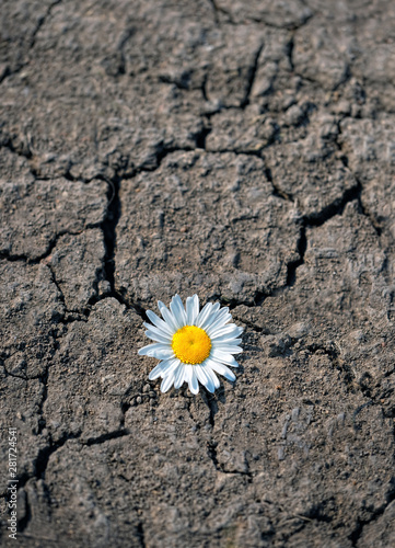 chamomile flower on dry land with cracks. Single daisy breaking through road. nature, ecology, environment protection concept. drought season. copy space. soft selective focus