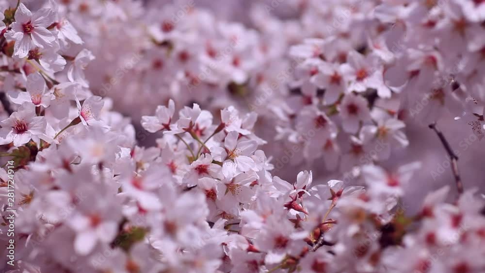 Close up of cherry blossom 