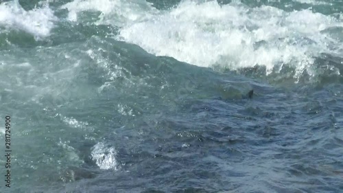 Salmon swimming in river, Japan photo